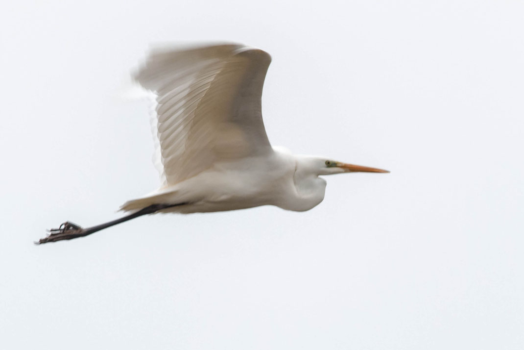 Zilverreiger in de vlucht.