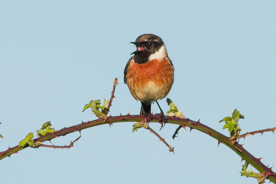 Mannetjes roodborsttapuit,