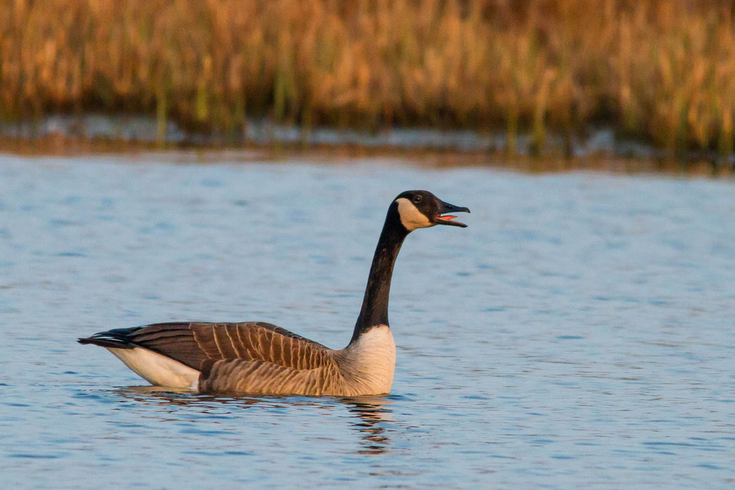 blèrende Canadese gans, 