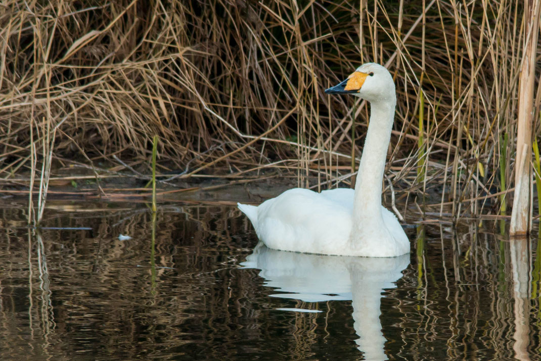 Wilde zwaan.