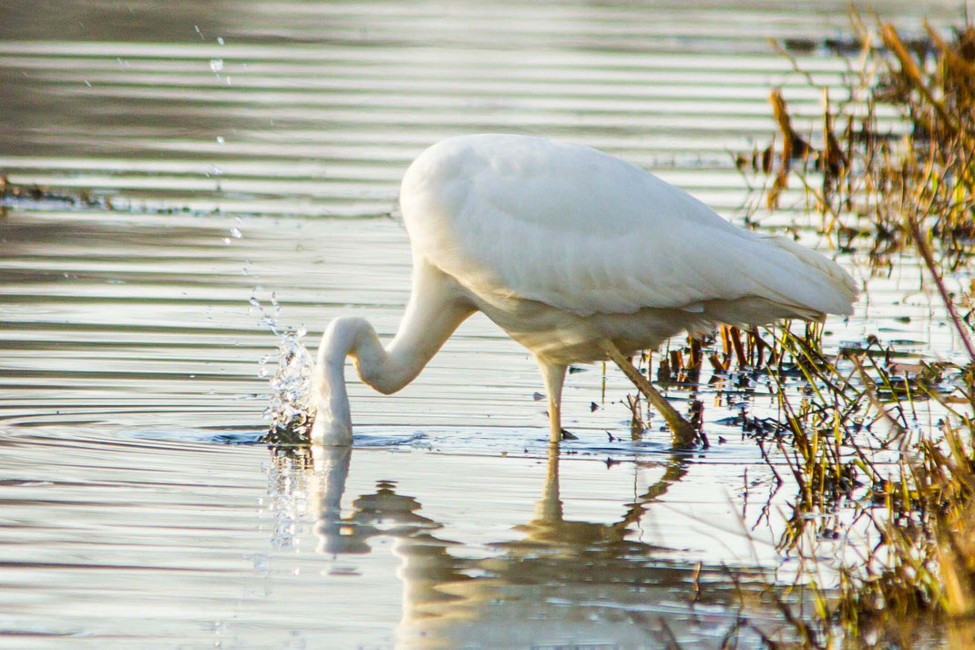 zilver reiger ziet visje,