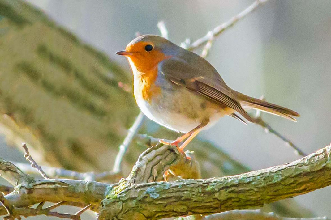 Roodborst,