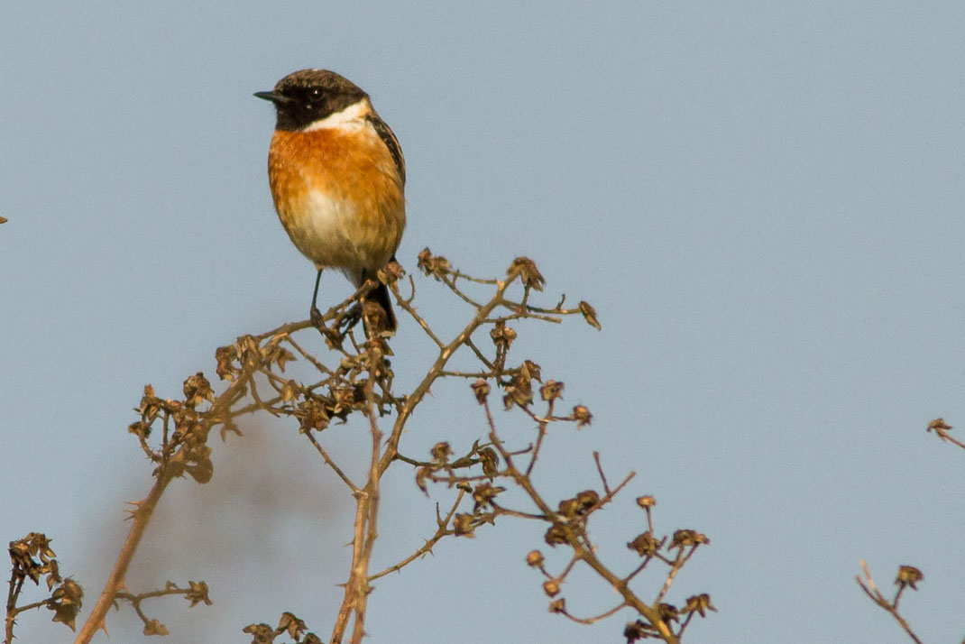 Roodborst tapuit,