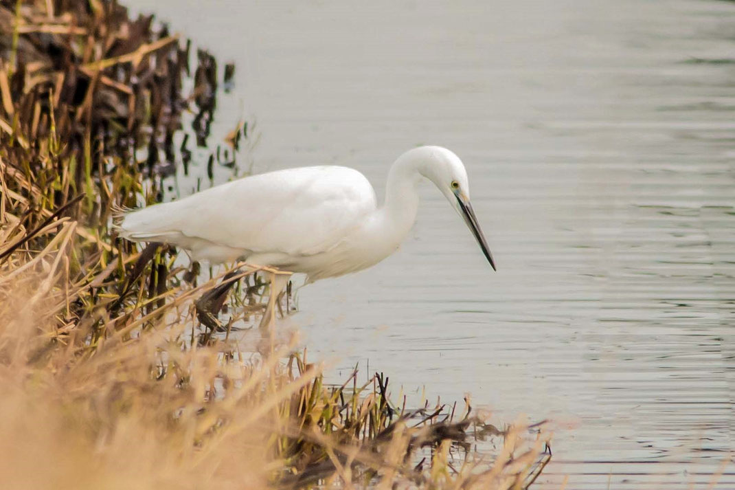 De klijne zilverreiger,