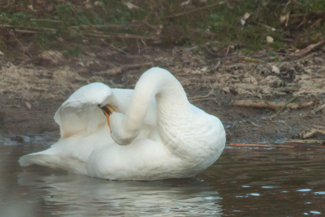 Wilde zwaan.