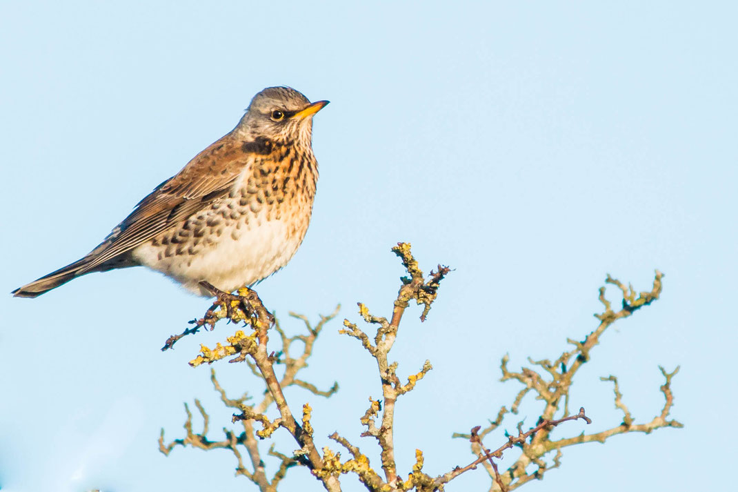Kramsvogel.