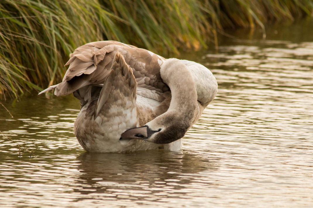 Jonge zwaan,