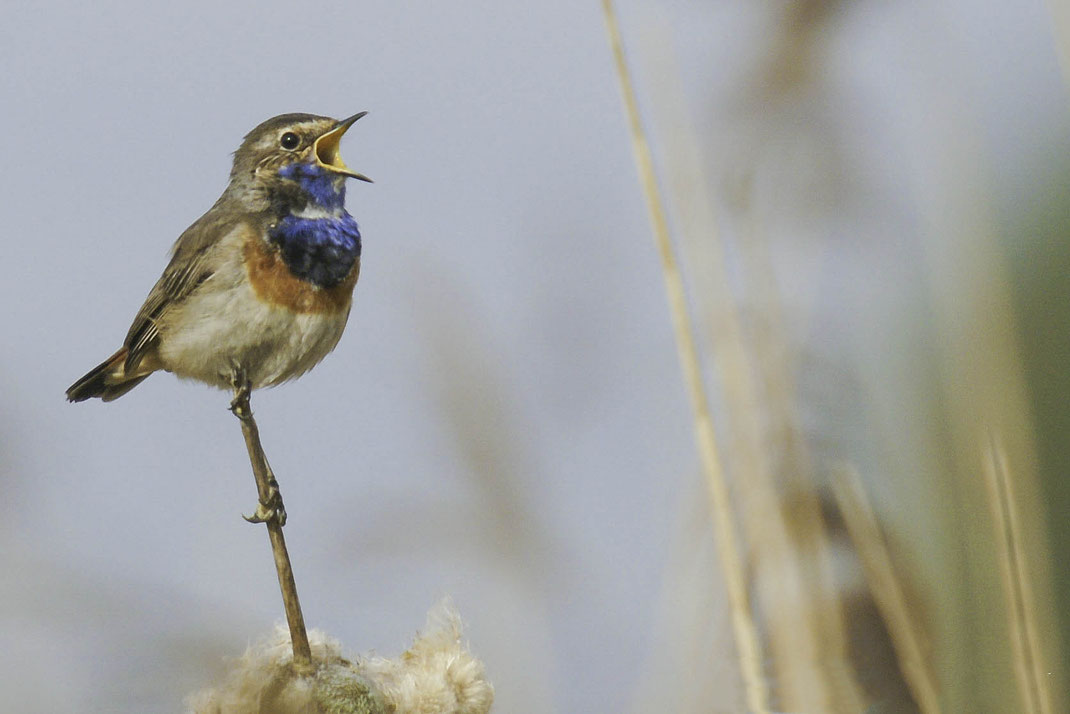 Blauwborst zinkt uit volle borst,