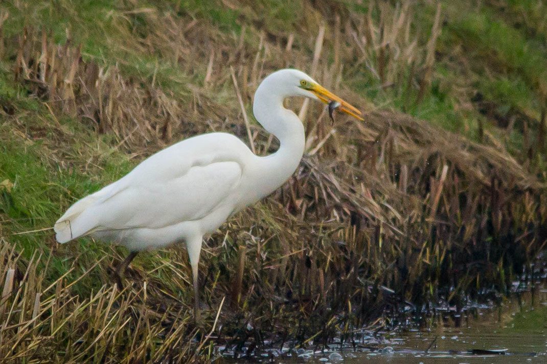 Reiger met vis