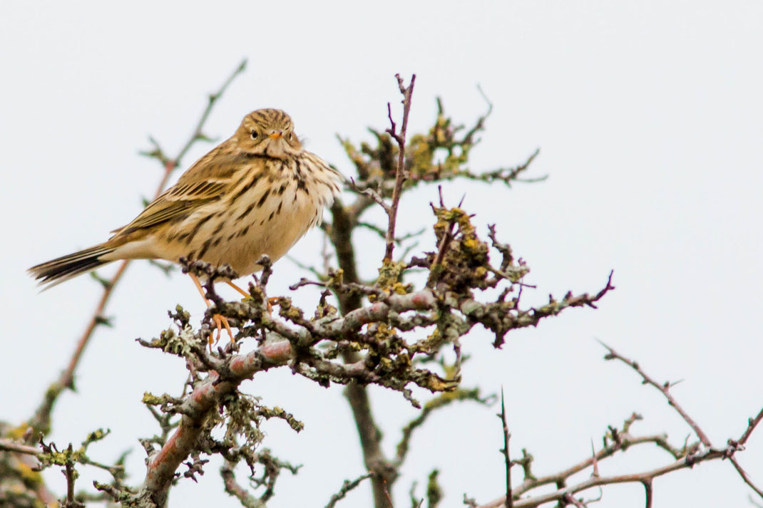 Kramsvogel