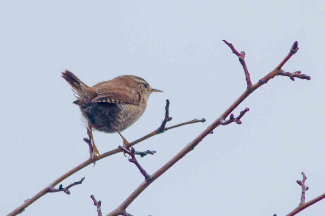 Winterkoning,