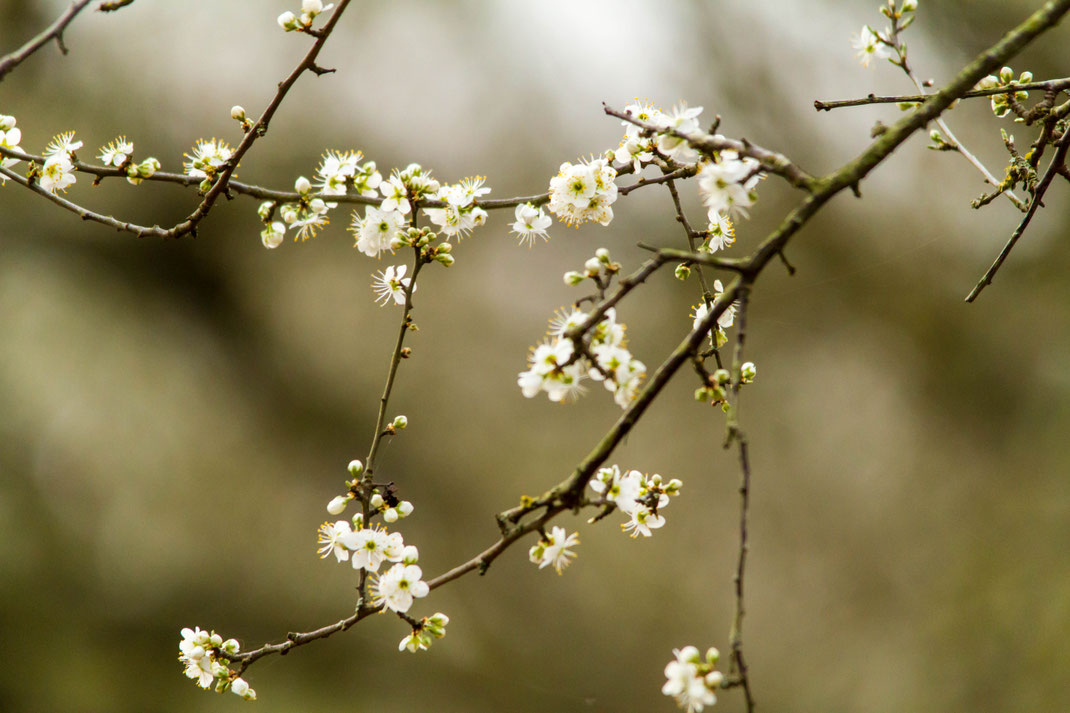 Lente bloesem,