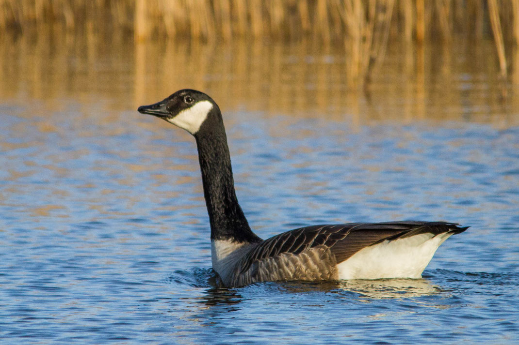Canadese zwaan,