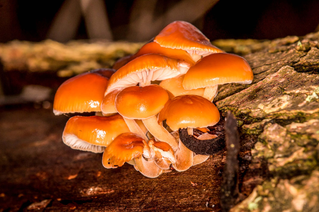 In de winter ook nog padenstoelen,