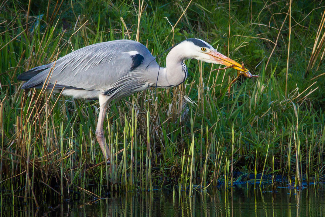 Reiger met kikker,