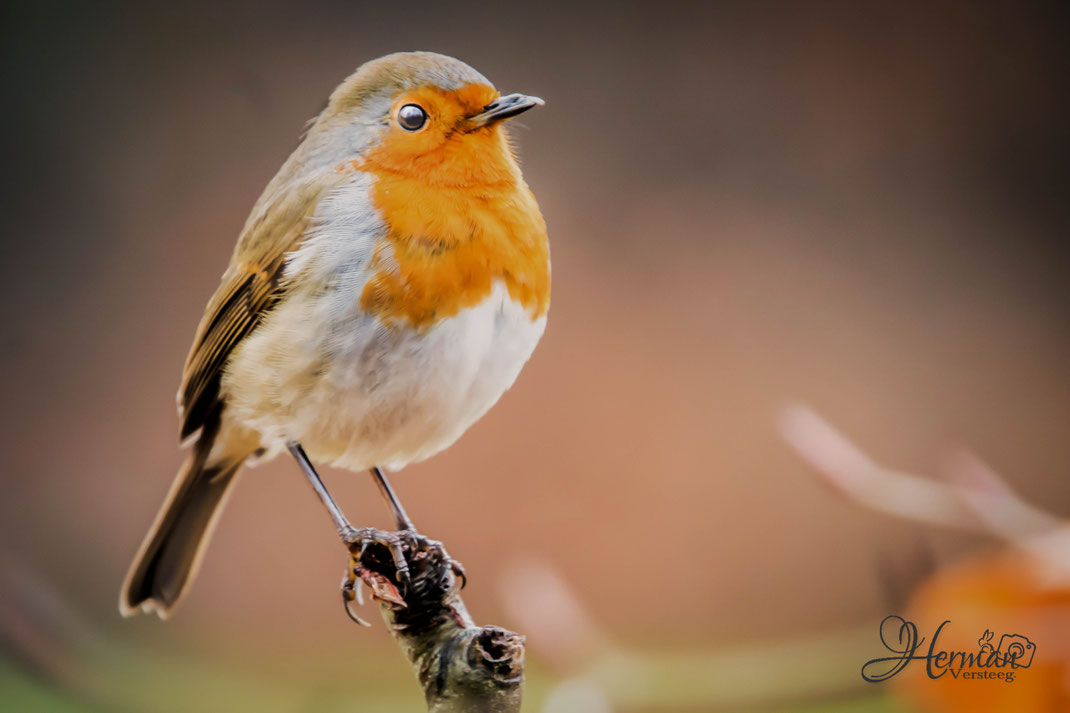 Roodborst,