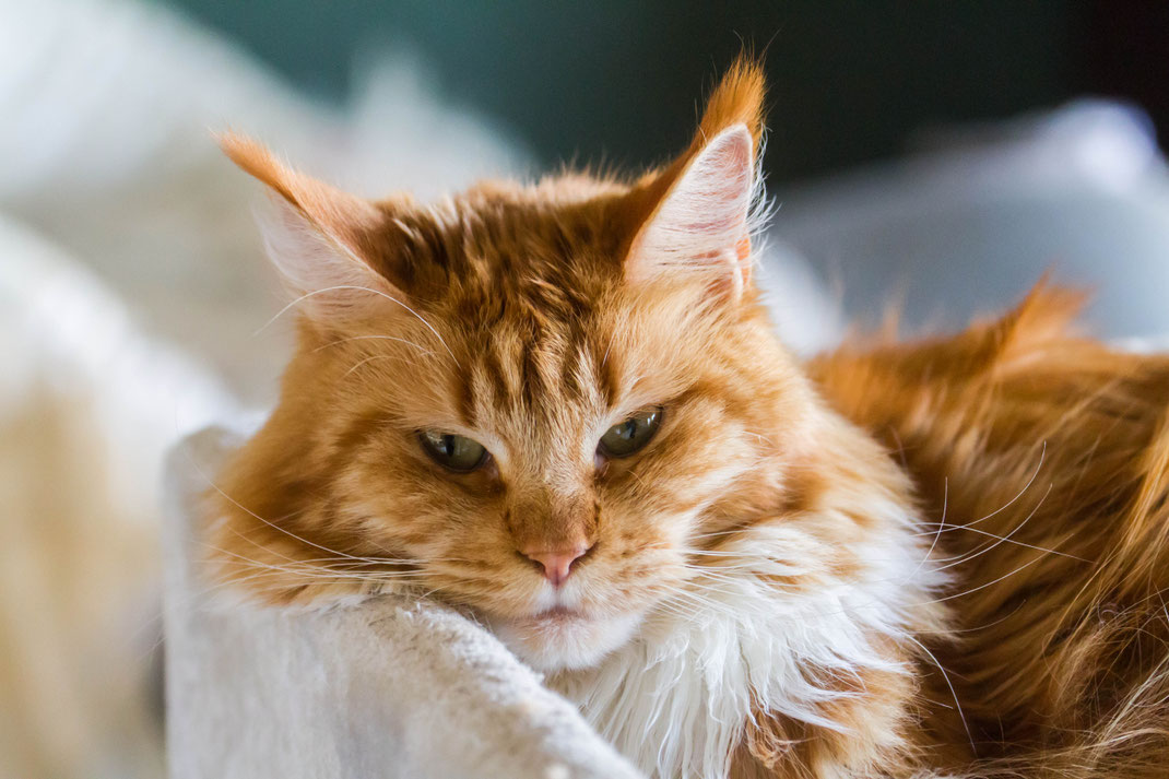 onze kat