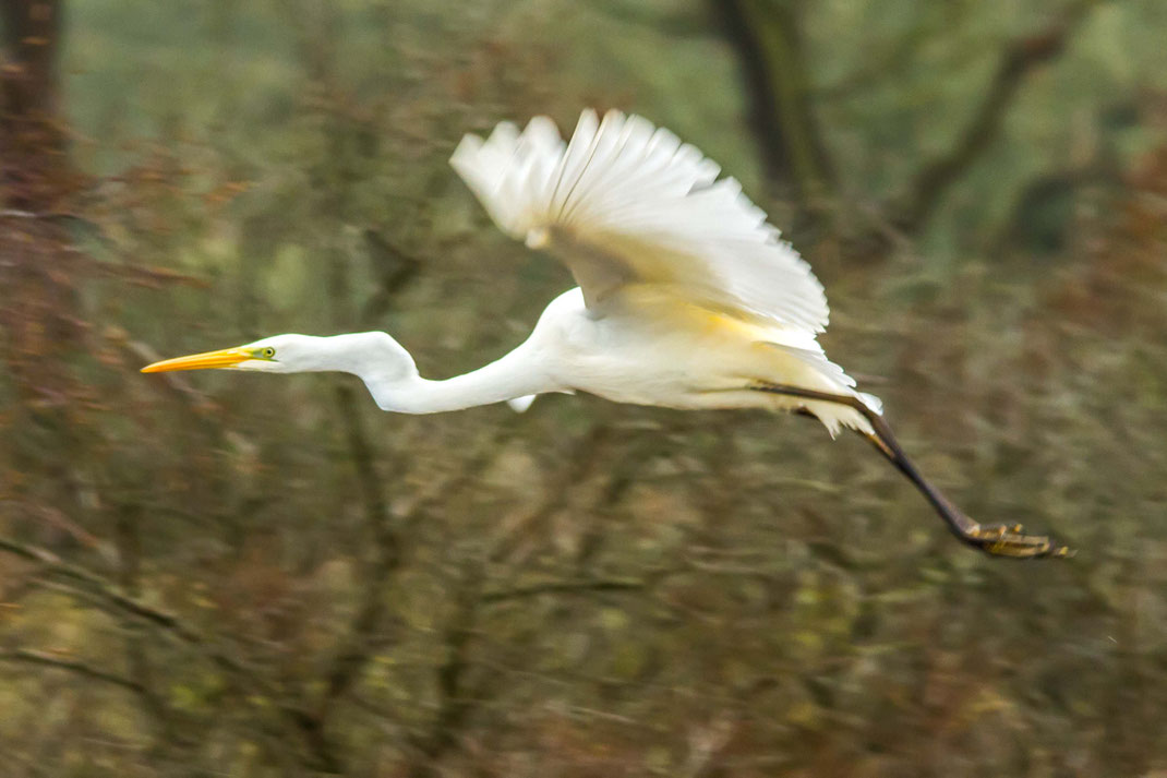 Zilverreiger in de vlucht,