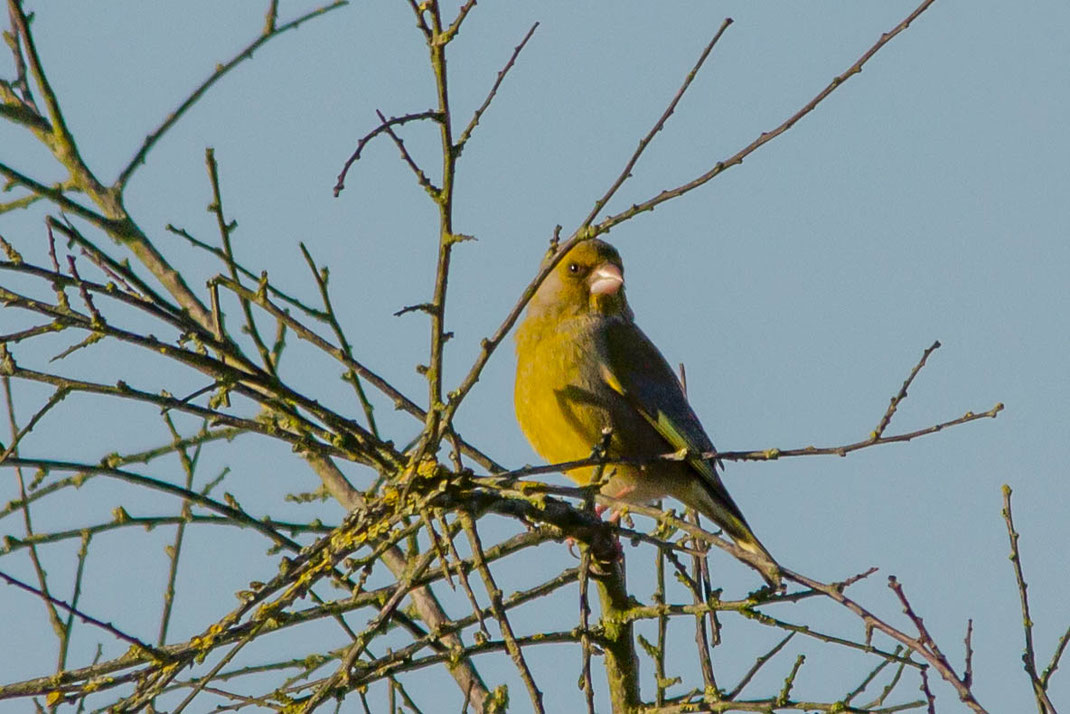Groenling in de boom toppen,
