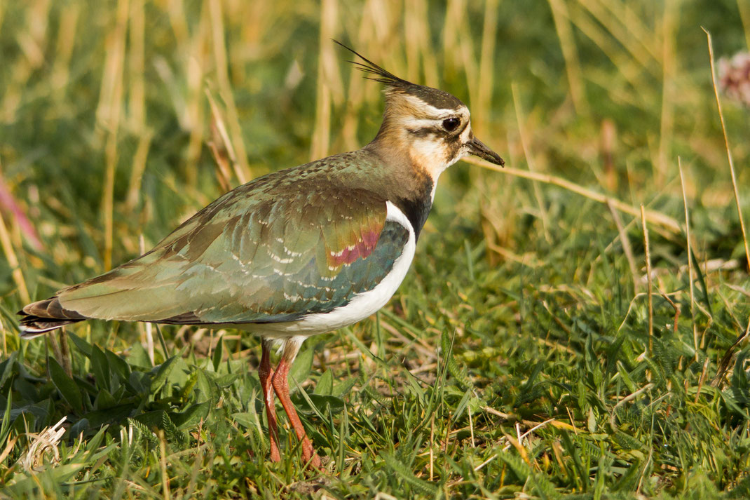Kieviet in het gras,