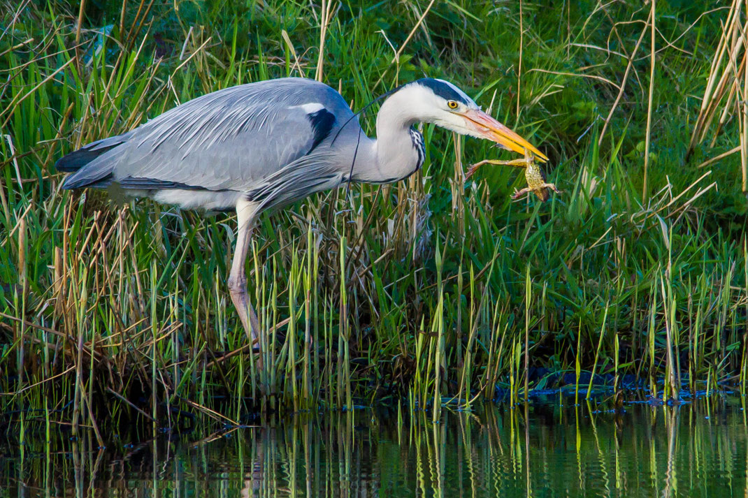 Reiger pakt kikker,