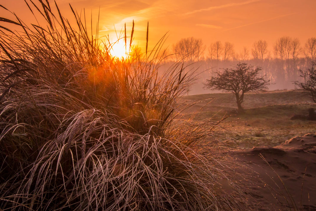 Zon opkomst met mist,