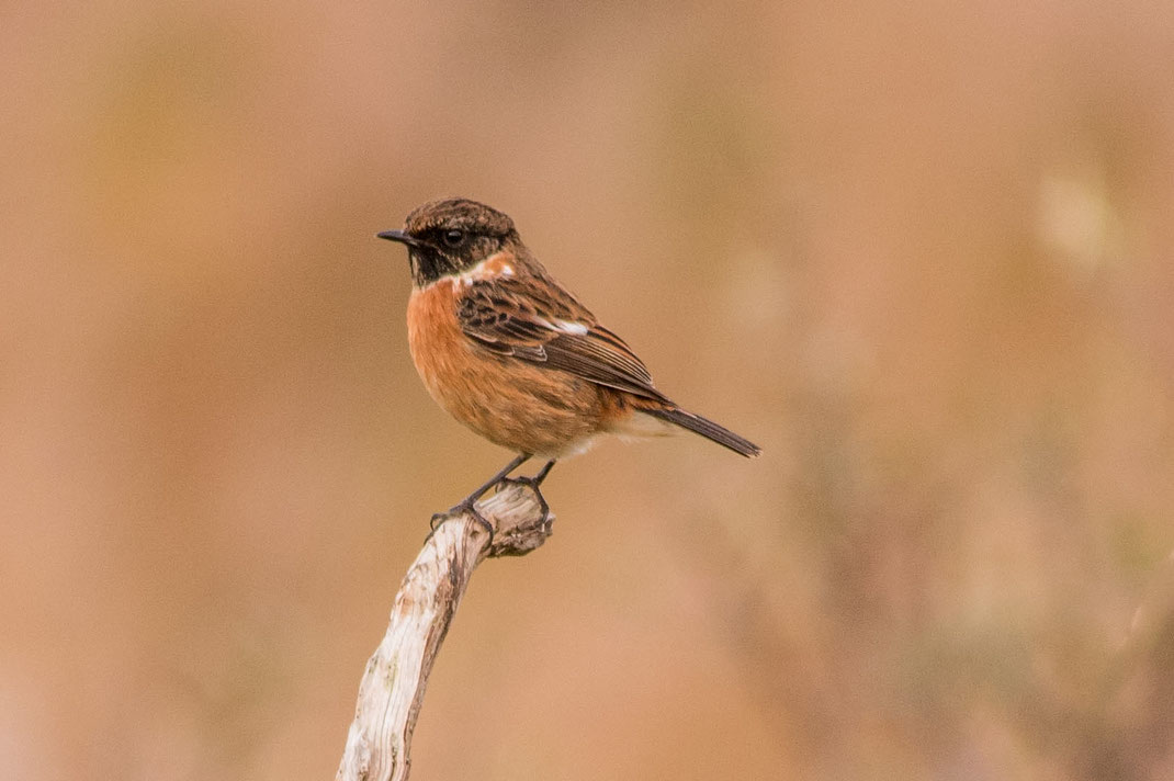 Roodborst tapuit,