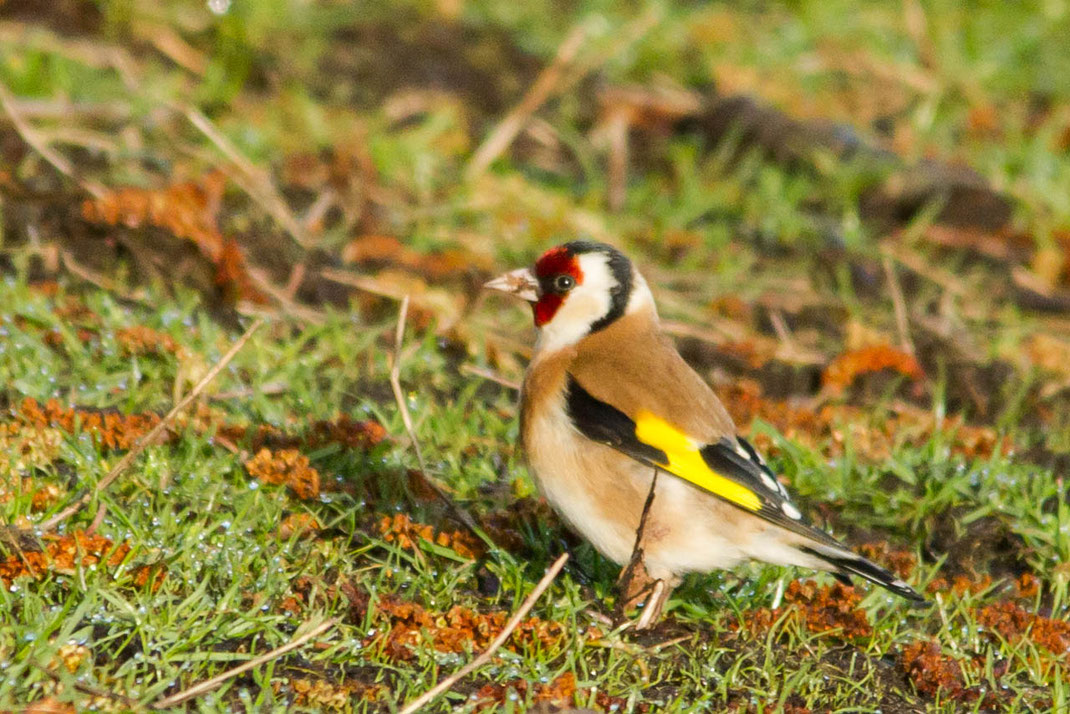 Puttertje in het gras,