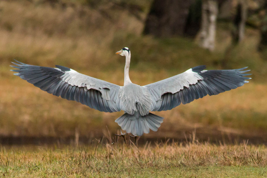 Blauwe reiger.