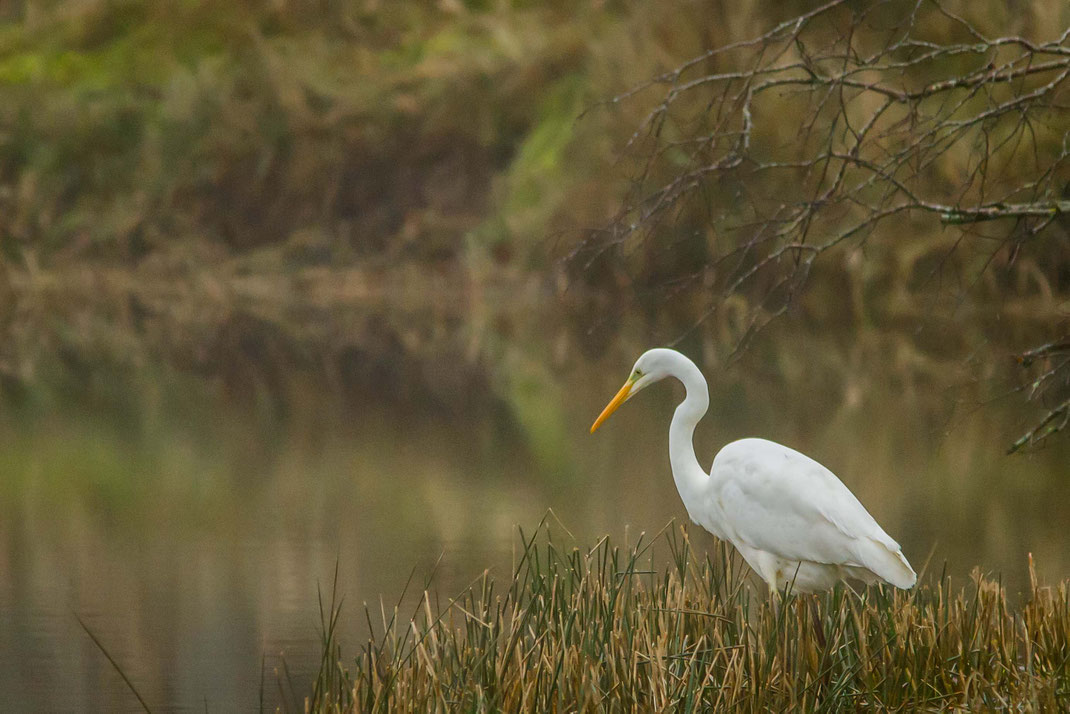 Zilverreiger,