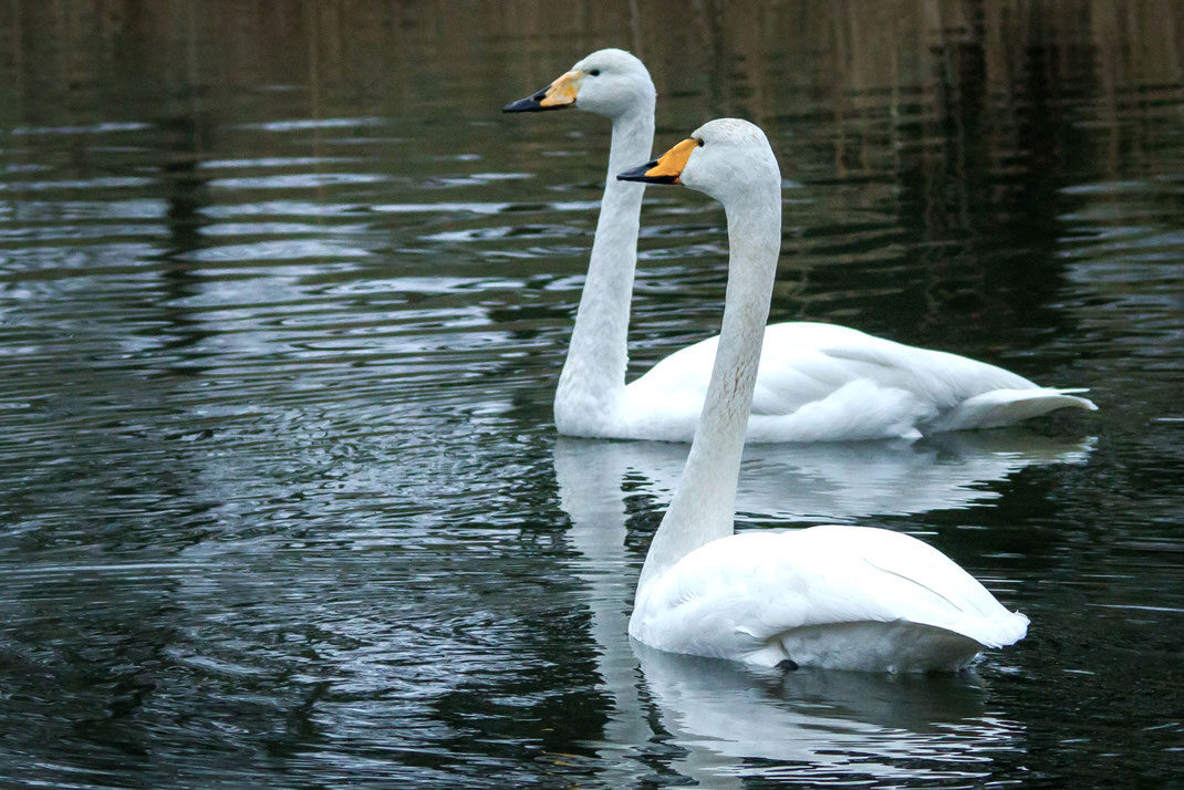 Wilde zwanen,