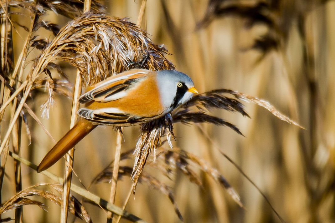 Mannetjes baardman,