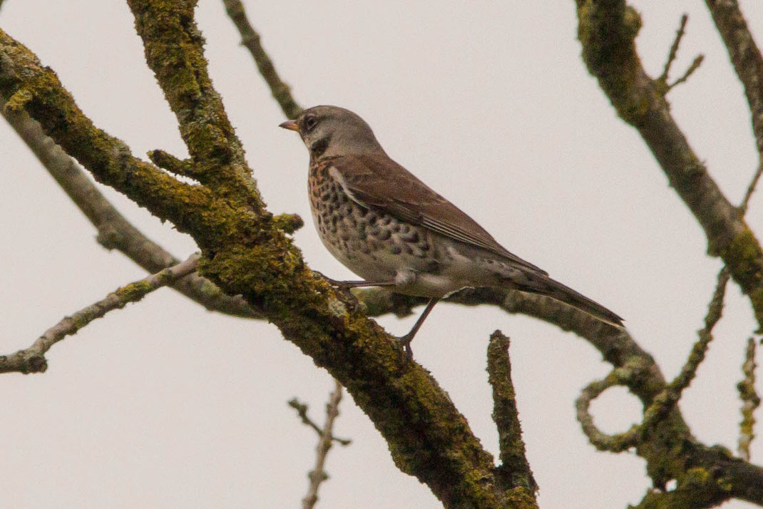 Kramsvogel.