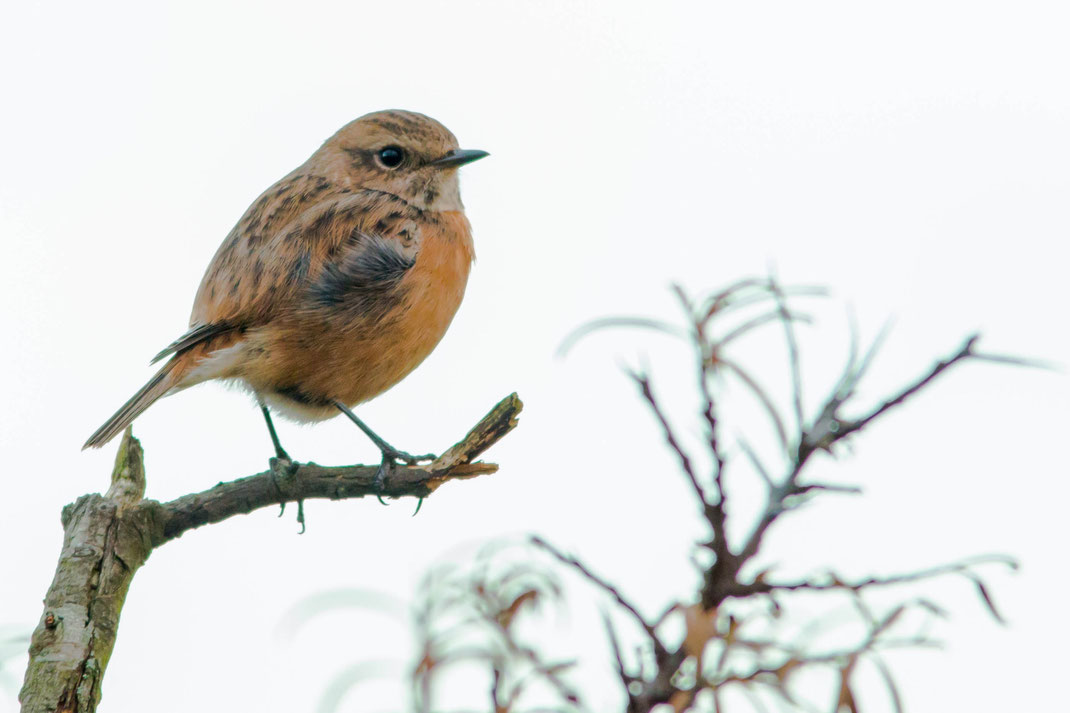 Roodborst tapuit,