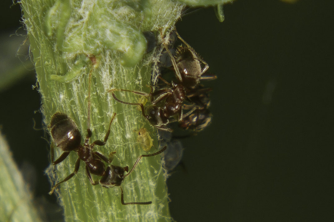 Mieren en luizen gaan goed samen,