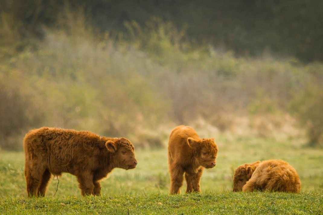 Jonge schotse hooglanders,
