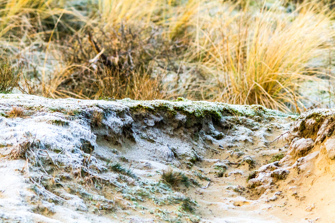 Vorst aan de grond,