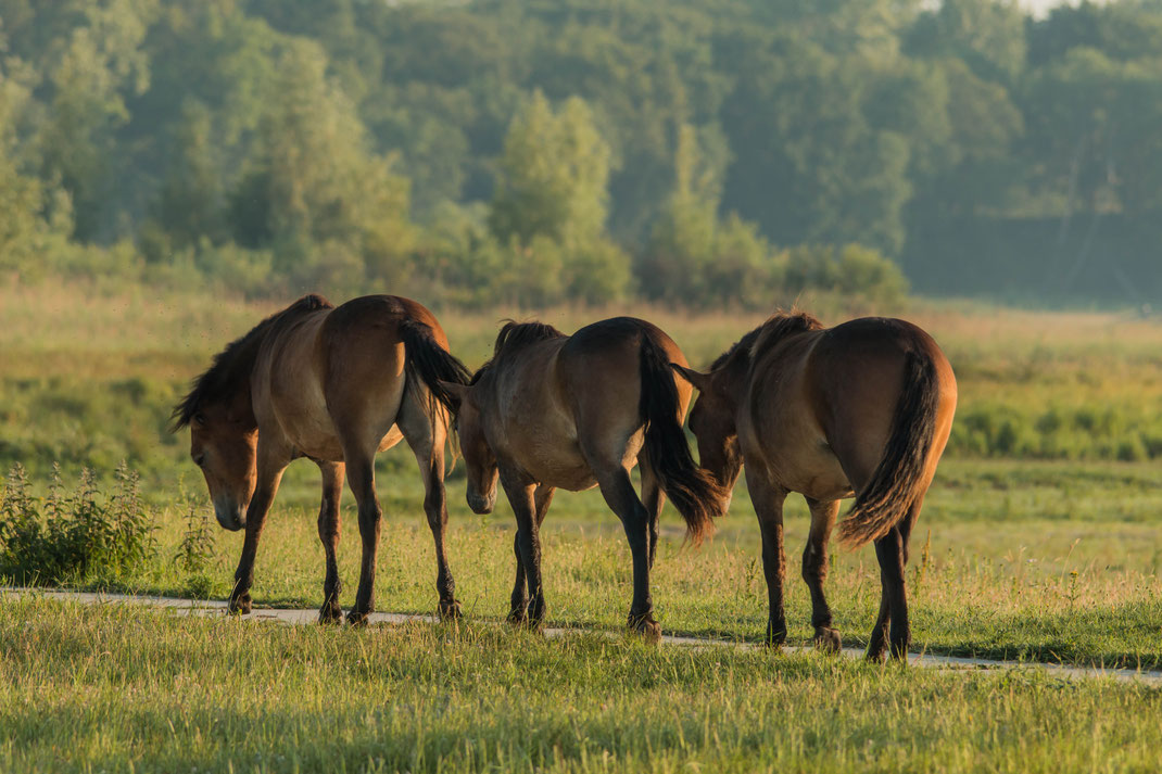 Wilde paarden,