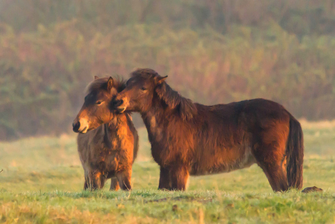 Wilde paarden in het veld,