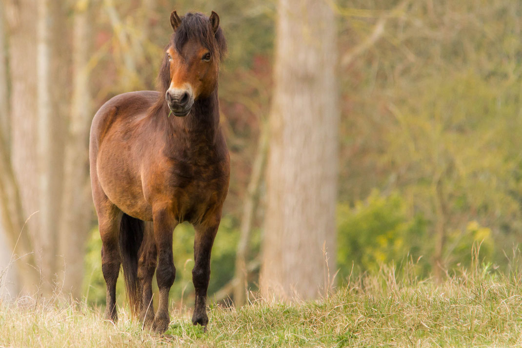 Wild paart,