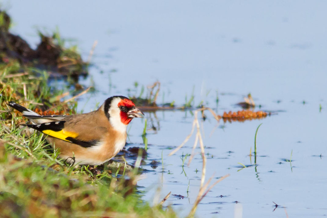 Puttertje drinkt uit sloot,