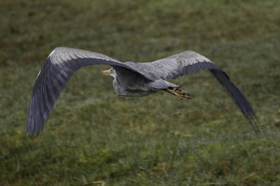 Vliegende reiger,