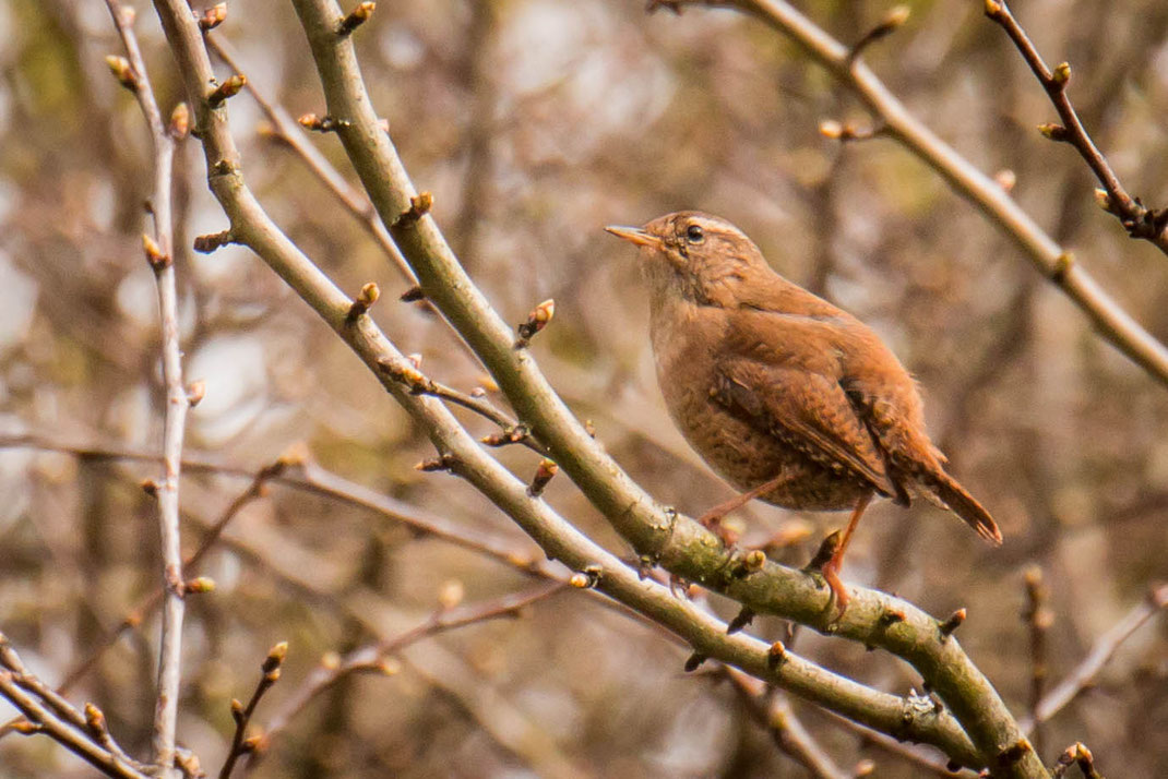 Winterhoning in boom,