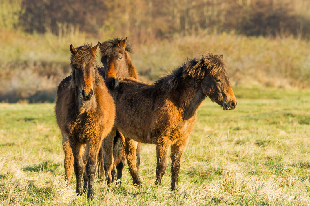 De Kooning paarden zij vervangen door een ander soort paart die het daar beter doet in Lentevreugt,