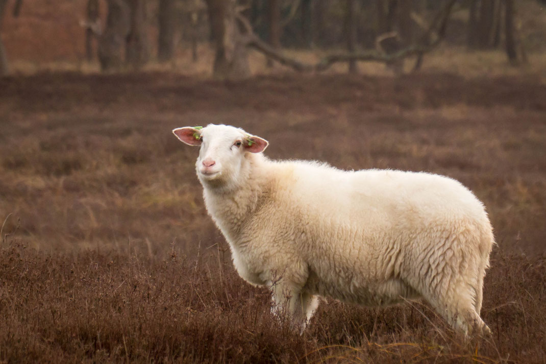 Schapen in de AWD