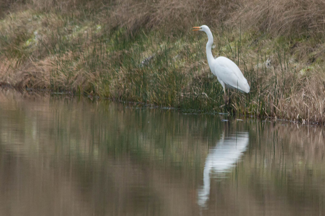 veel zilverreigers in de AWD