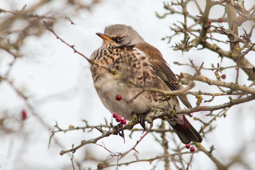Kramsvogel,