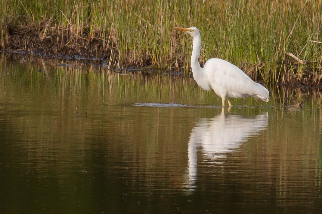 Zilverreiger,