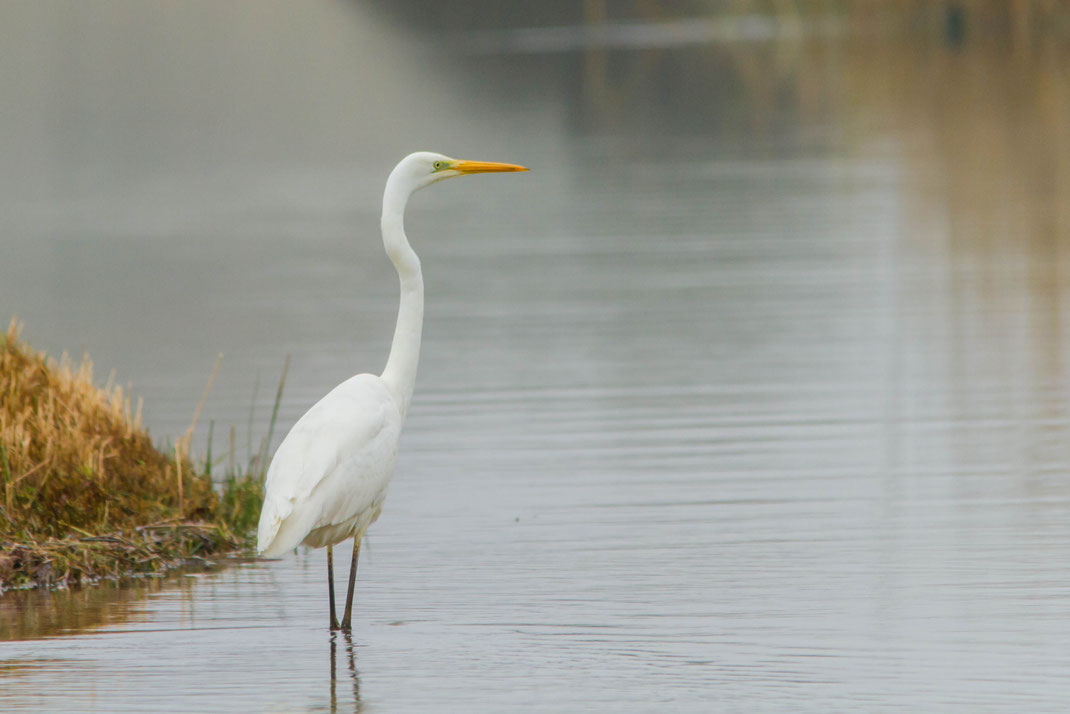 Zilverreiger,