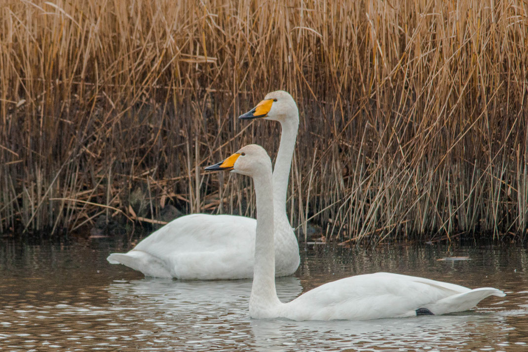 Wild zwanen wintergasten in ons land,